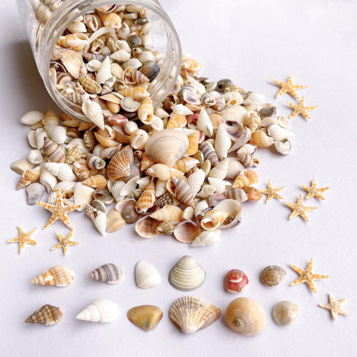 1200 PCS Tiny Sea Shells &10 Small Starfish - Mixed Ocean Beach Spiral Seashells for Fish Tank and Vase Filler Beach Theme Party Wedding Decor - DIY Craft Supplies